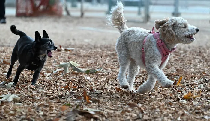 Crescenta Valley Dog Park 7
