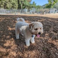 Crescenta Valley Dog Park ico