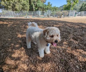 Crescenta Valley Dog Park