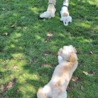 Alice's Dog Park ico