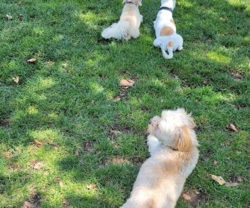 Alice's Dog Park