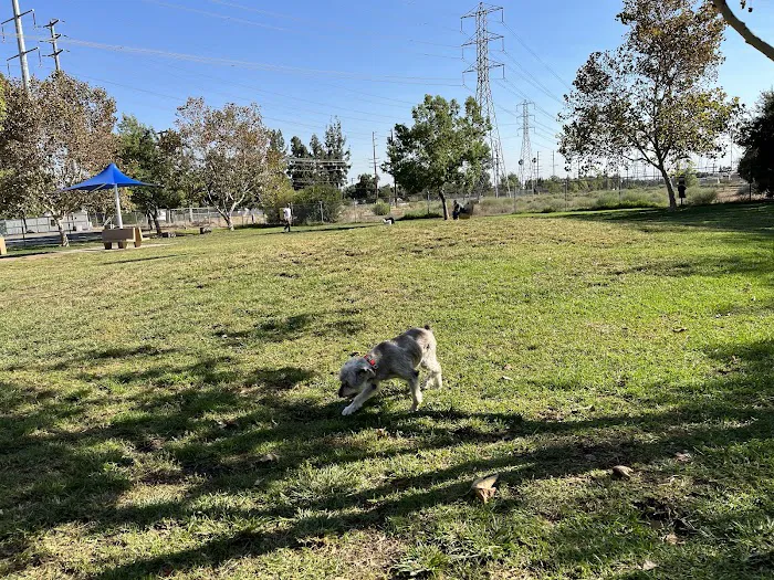Alice's Dog Park 6