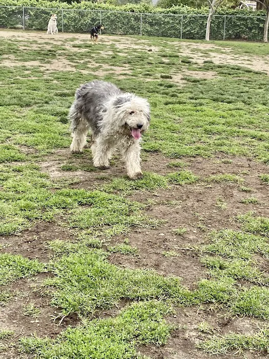 Alice's Dog Park 7