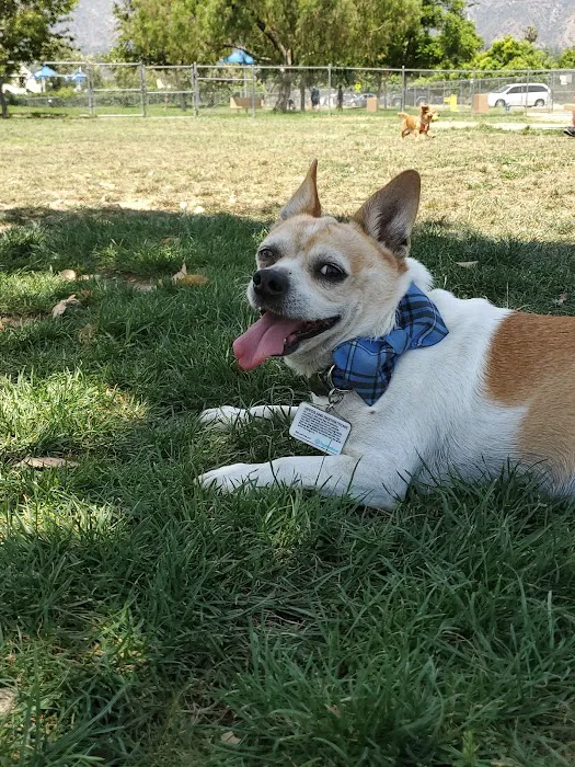Alice's Dog Park 8