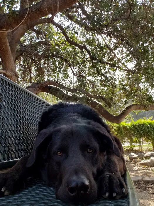Sierra Madre Dog Park 3