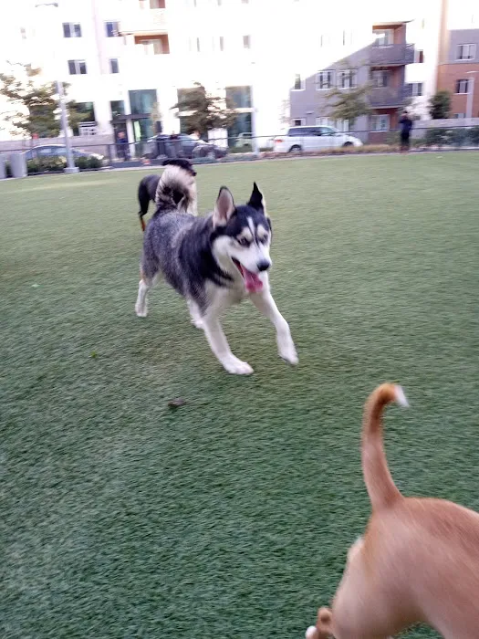 Dog Park at NOHO West 10