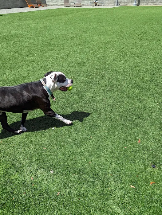 Dog Park at NOHO West 4