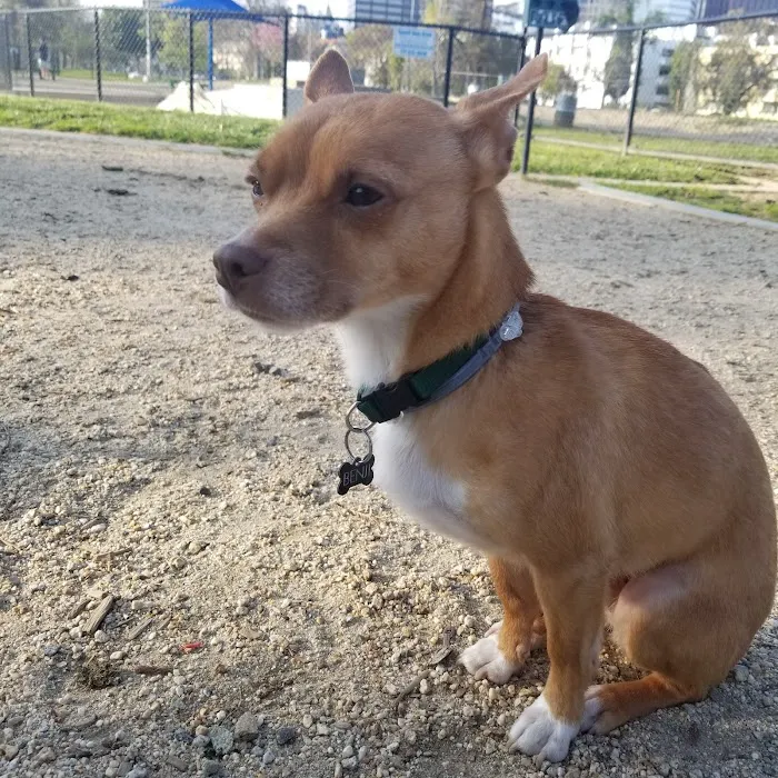 Westwoof Dog Park 9