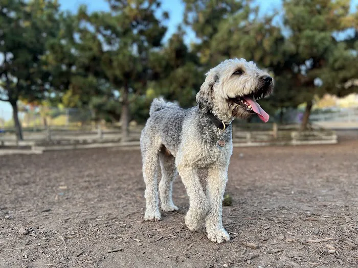 Airport Park Dog Park 5