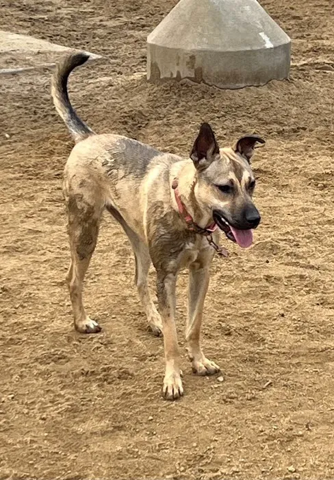 Whittier Dog Park 7