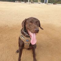 Whittier Dog Park ico