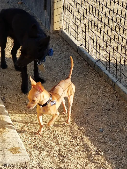 Whittier Dog Park 6