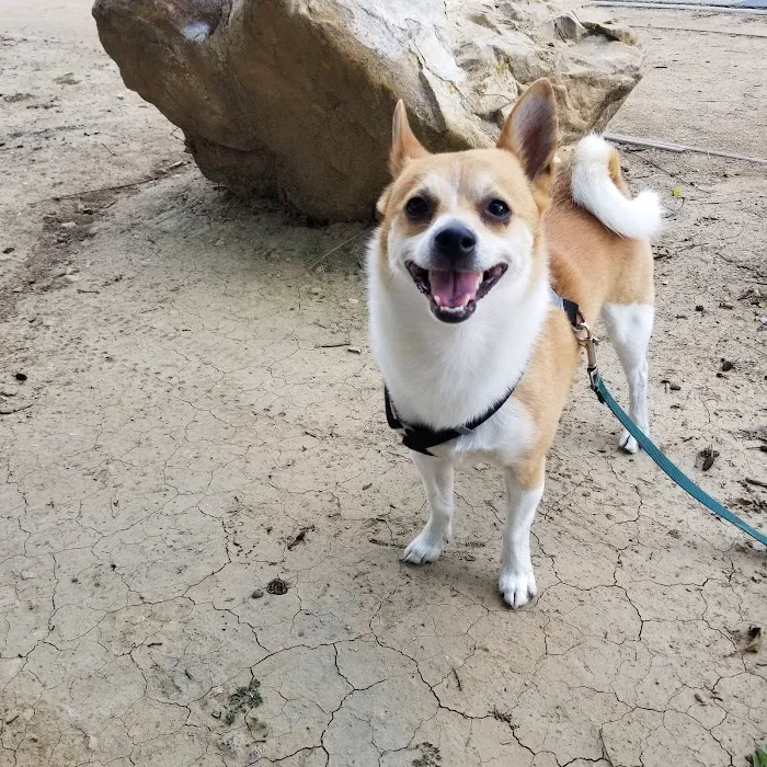 Whittier Dog Park 4
