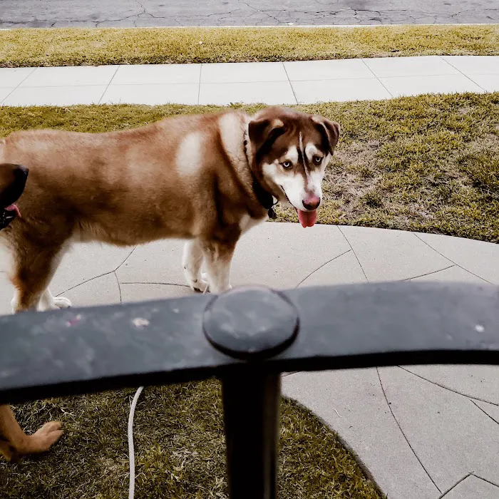 Whittier Dog Park 10