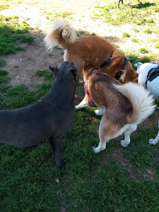 Central Bark Dog Park 7