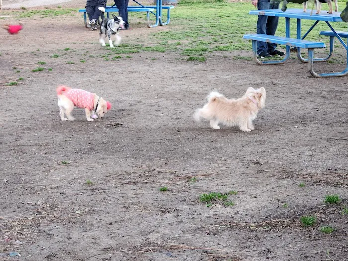 Central Bark Dog Park 9