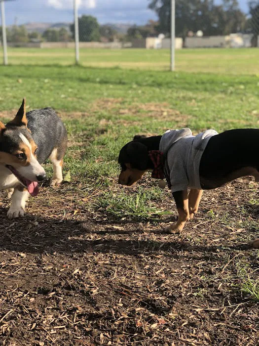 Central Bark Dog Park 3