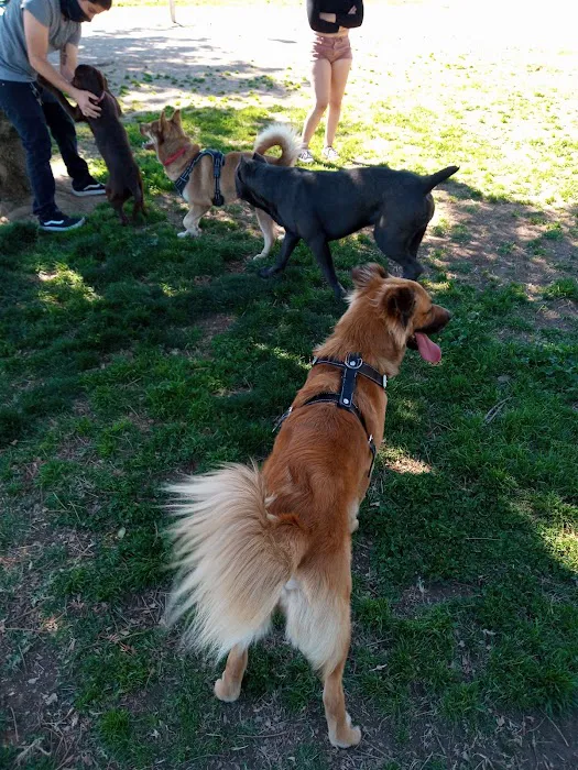 Central Bark Dog Park 6