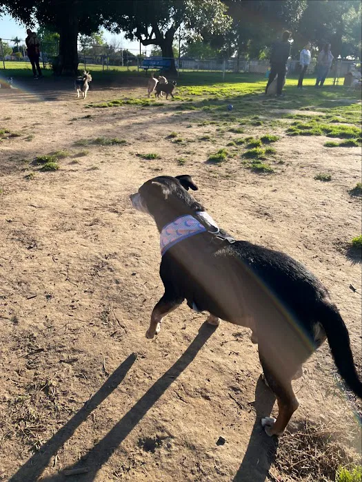 Central Bark Dog Park 10
