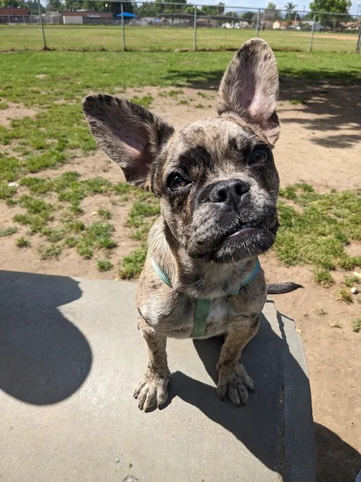 Frenchie Love Club 5
