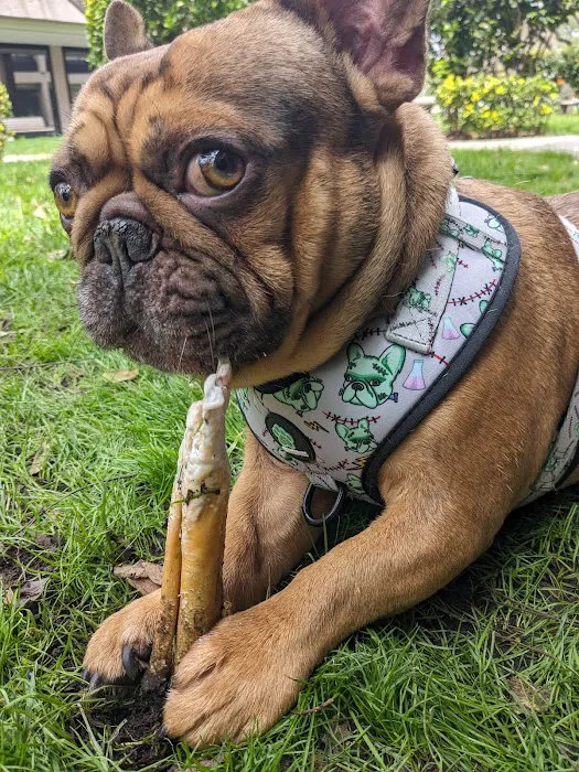 Frenchie Love Club 4