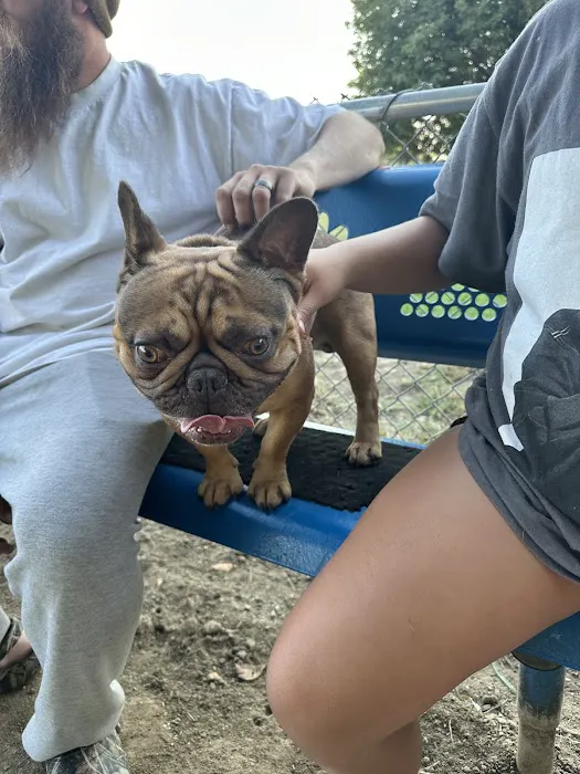 Frenchie Love Club 3