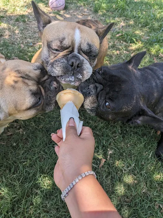 Frenchie Love Club 6