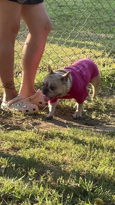 Frenchie Love Club 1