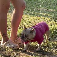 Frenchie Love Club ico