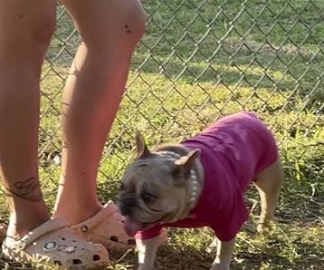 Frenchie Love Club