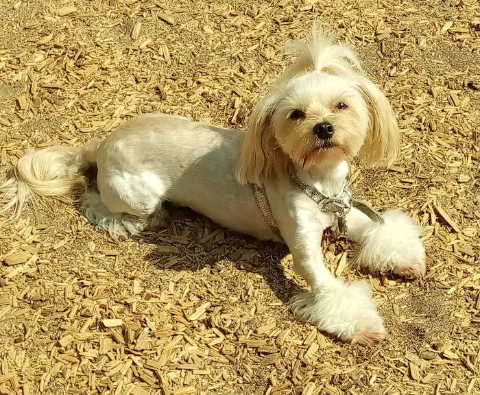 Longwood Dog Park 10