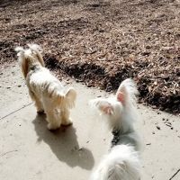 Longwood Dog Park ico
