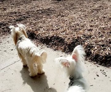 Longwood Dog Park