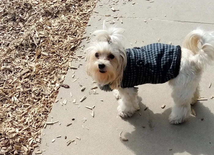 Longwood Dog Park 8