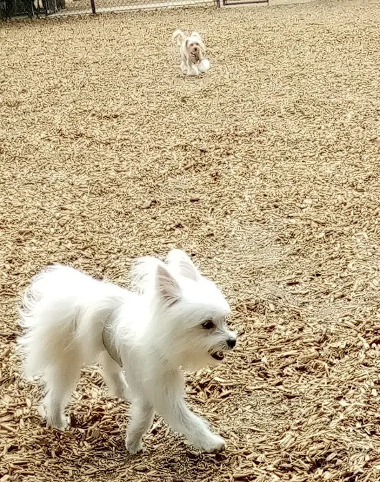 Longwood Dog Park 4