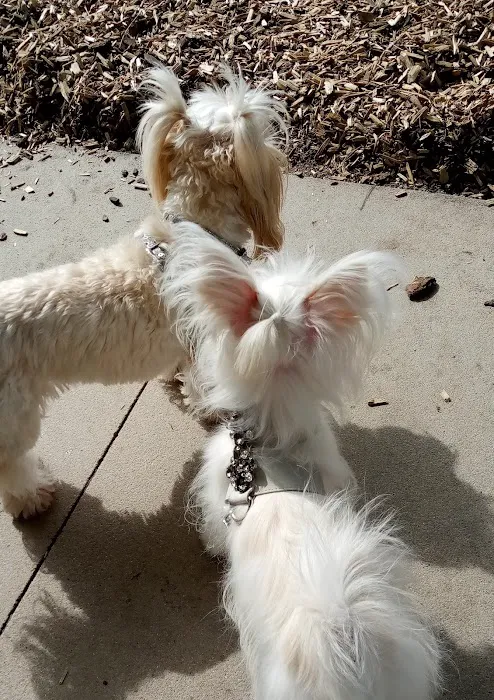 Longwood Dog Park 5
