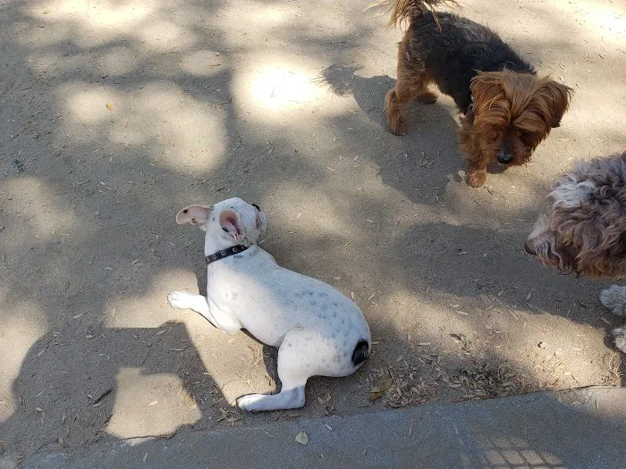 Uptown Dog Park 9