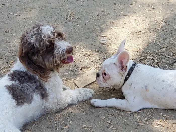 Uptown Dog Park 10