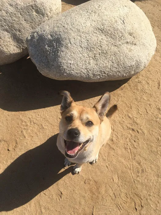 Jackson Street Dog Park 8
