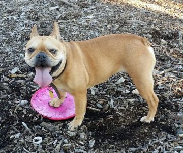 Wrigley Heights Dog Park