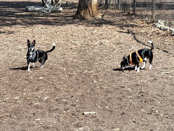 Wrigley Heights Dog Park 9