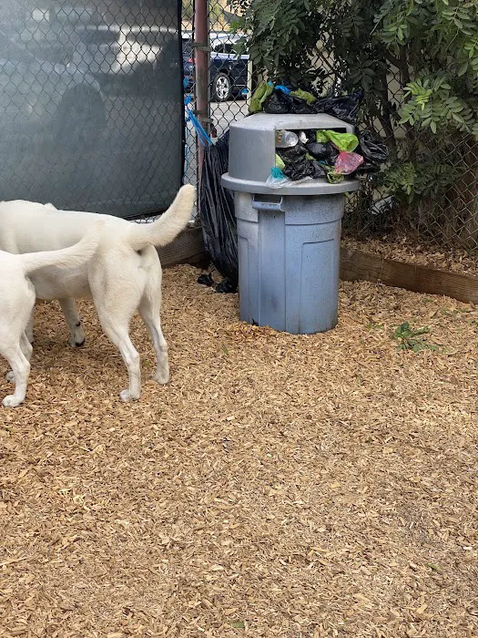 Polliwog Park Dog Park 4