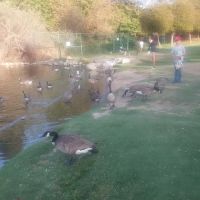 Polliwog Park Dog Park ico
