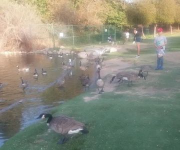 Polliwog Park Dog Park