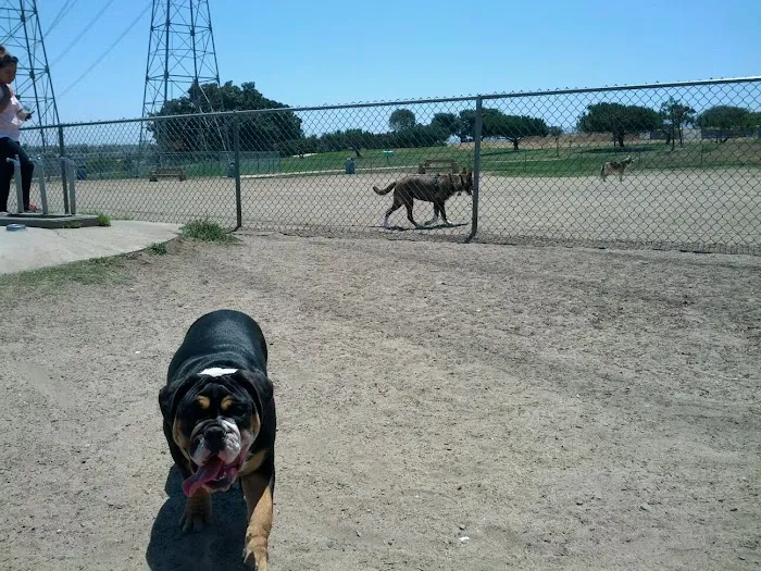 Redondo Beach Dog Park 5