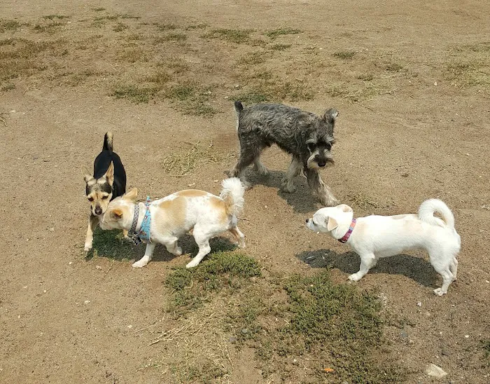 Redondo Beach Dog Park 1