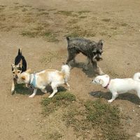 Redondo Beach Dog Park ico