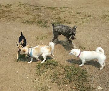 Redondo Beach Dog Park