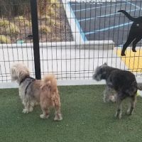 Signal Hill Dog Park ico