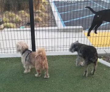 Signal Hill Dog Park